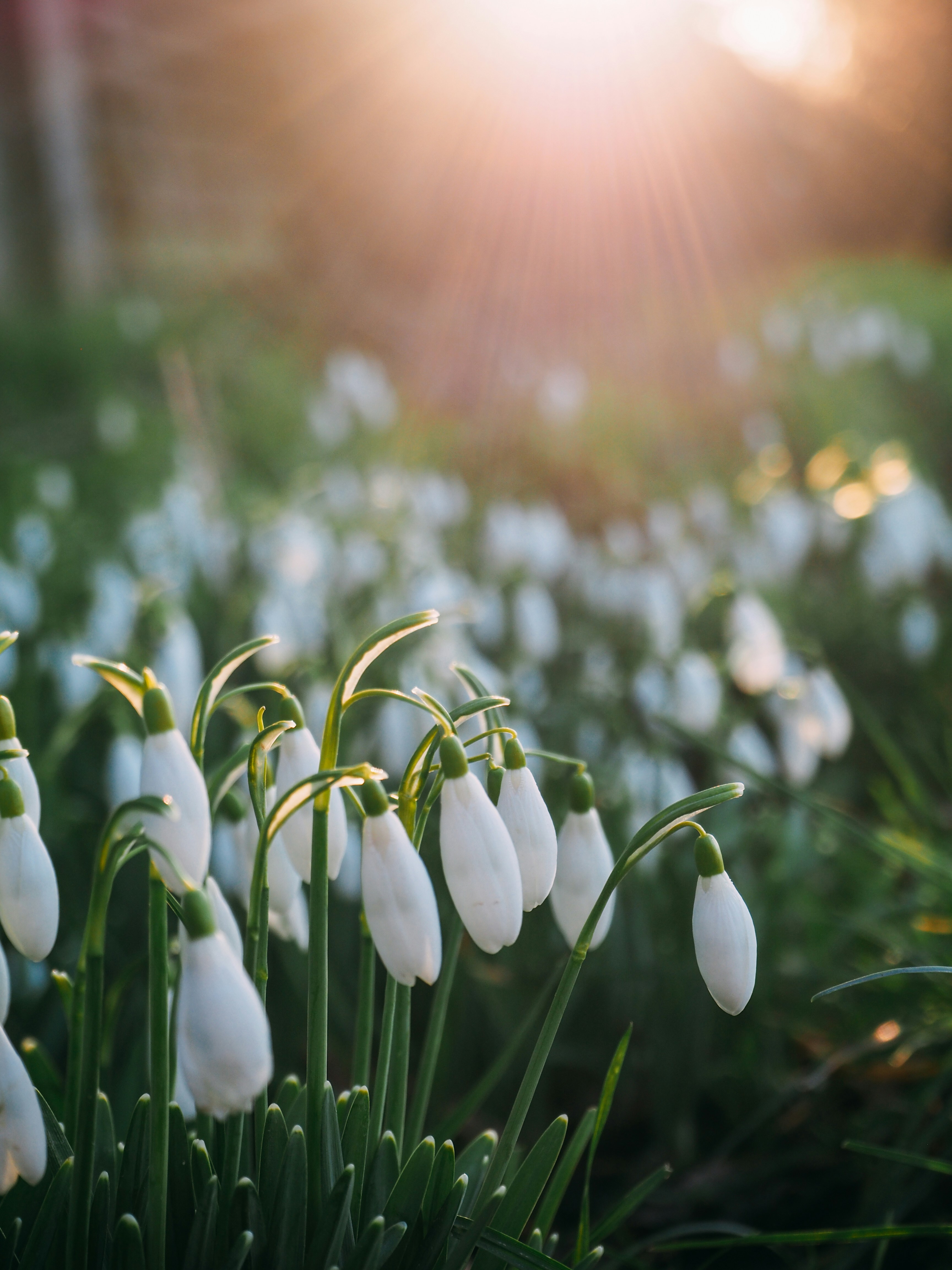 Photo by brechtdenil