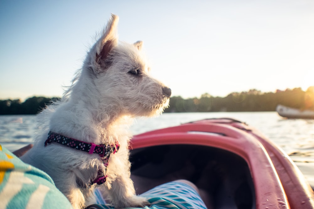 white wire haired dog in red boat