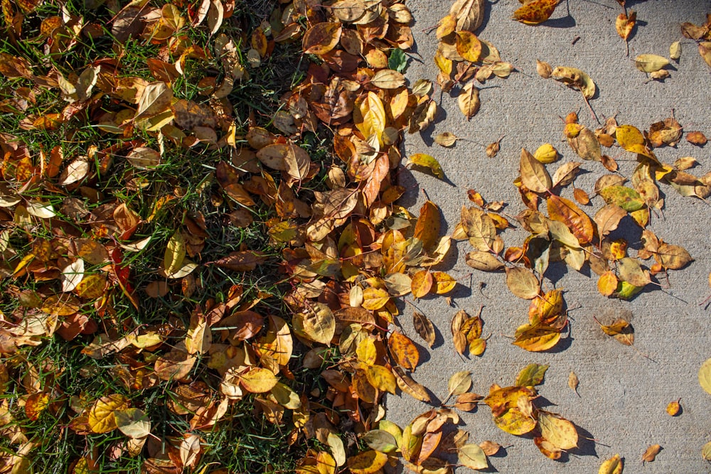 brown dried leaves