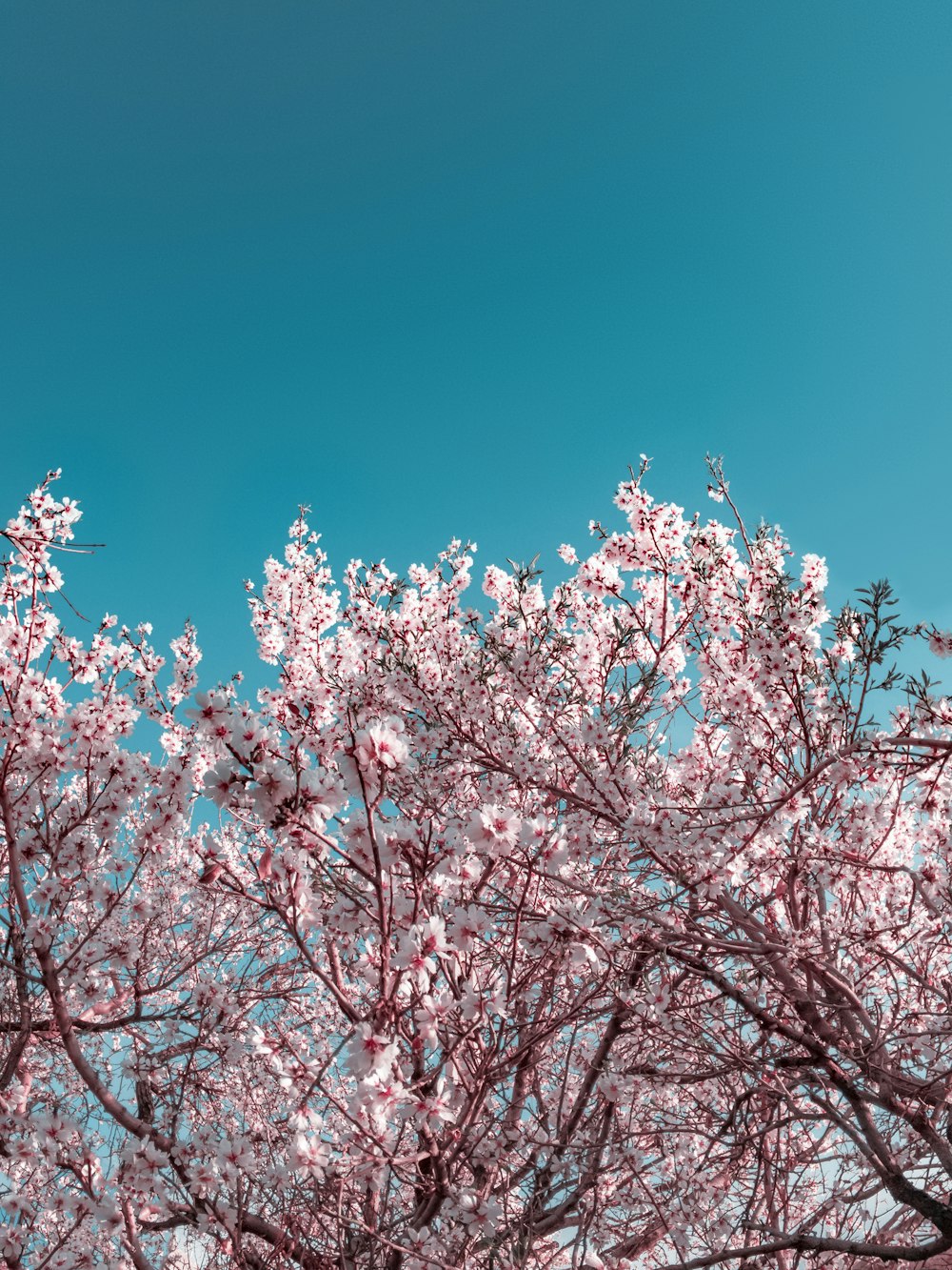 pink blossom flowers under blue sky