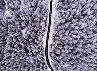 aerial view of winding road inline of trees