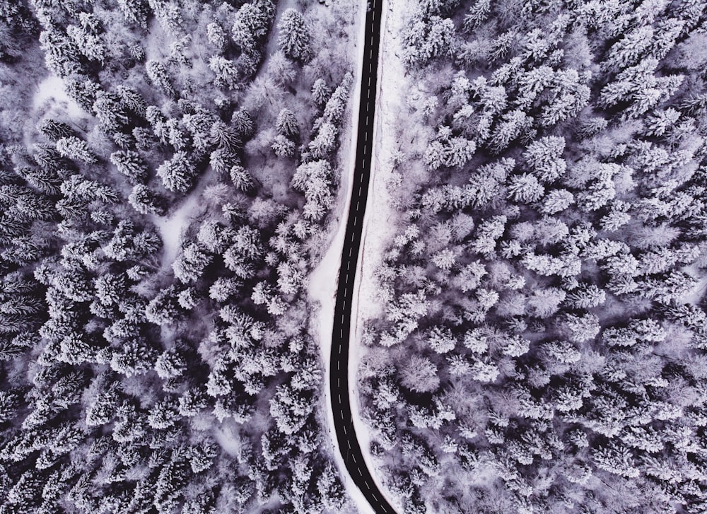 aerial view of winding road inline of trees