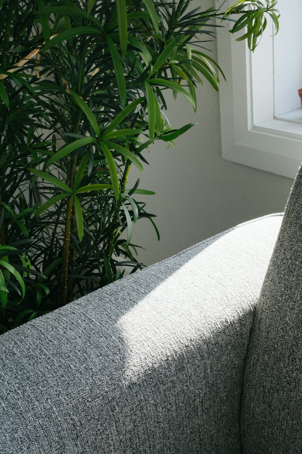 green-leafed plant near window