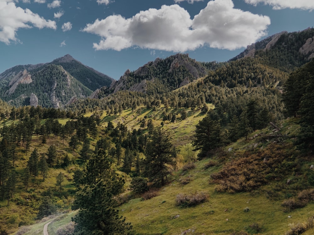 green pine trees