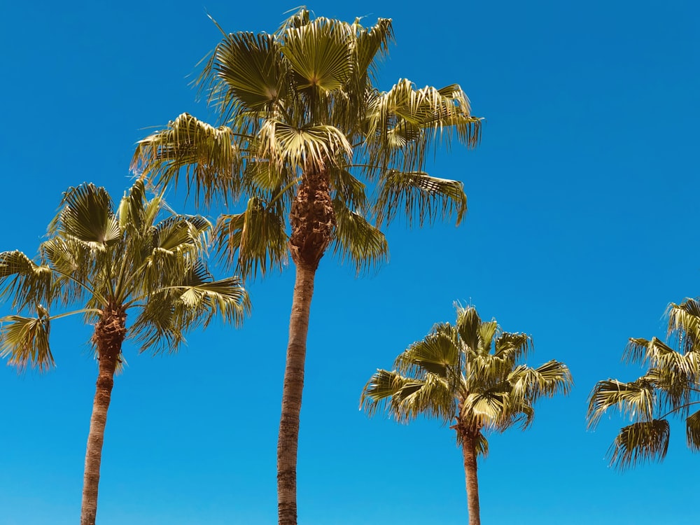 árboles verdes y marrones bajo el cielo azul durante el día