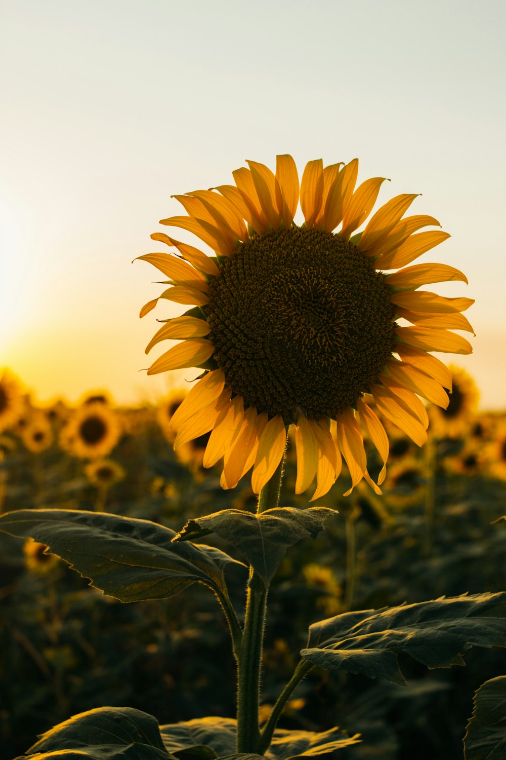 yellow sunflower close-up photography