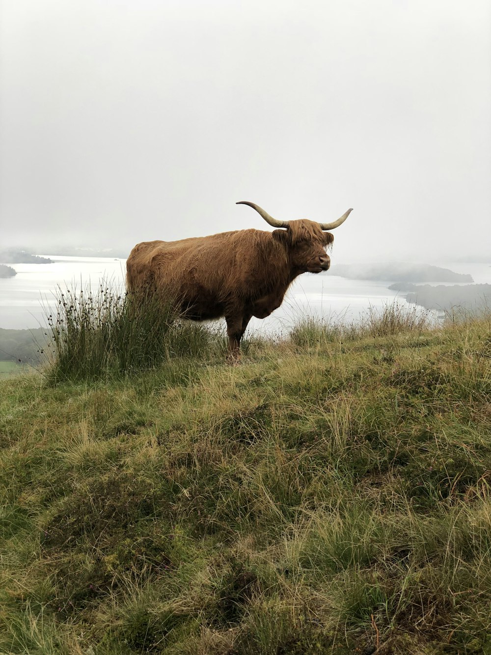 brown bison