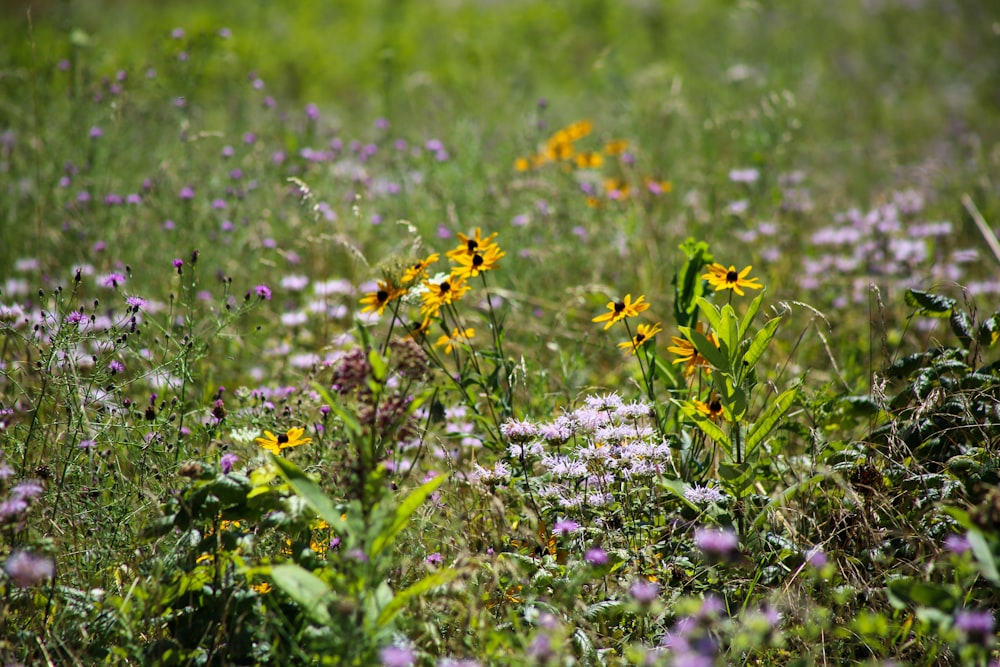 yellow petaled flower