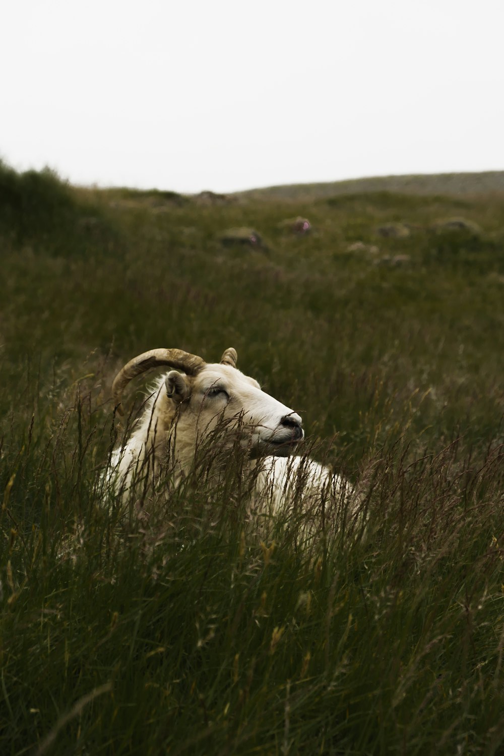 芝生の上の白い雄羊