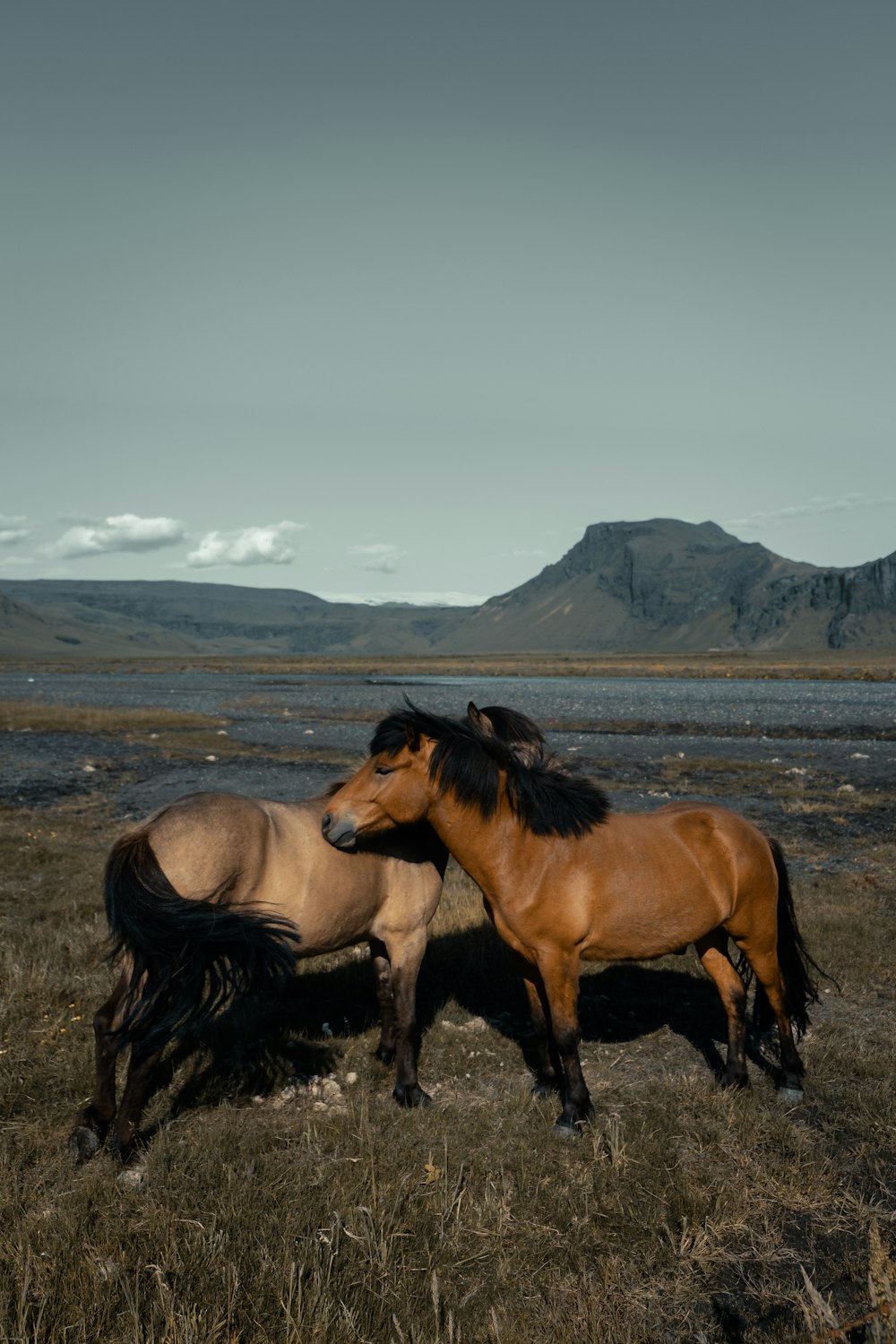 two brown horses on grass field