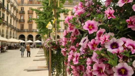 Colorful pink flowers fill the right side, with a vibrant outdoor setting featuring a row of trees and lampposts. A couple of people walk along a cobblestone street lined with outdoor cafes and historic buildings with balconies, creating a lively and charming atmosphere.