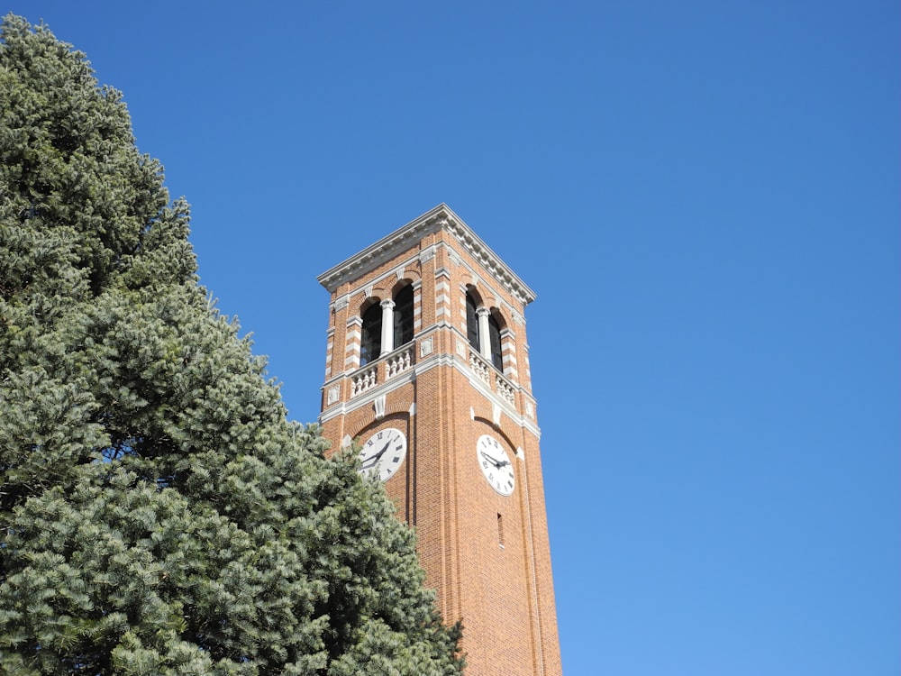 brown clock tower over the green tree