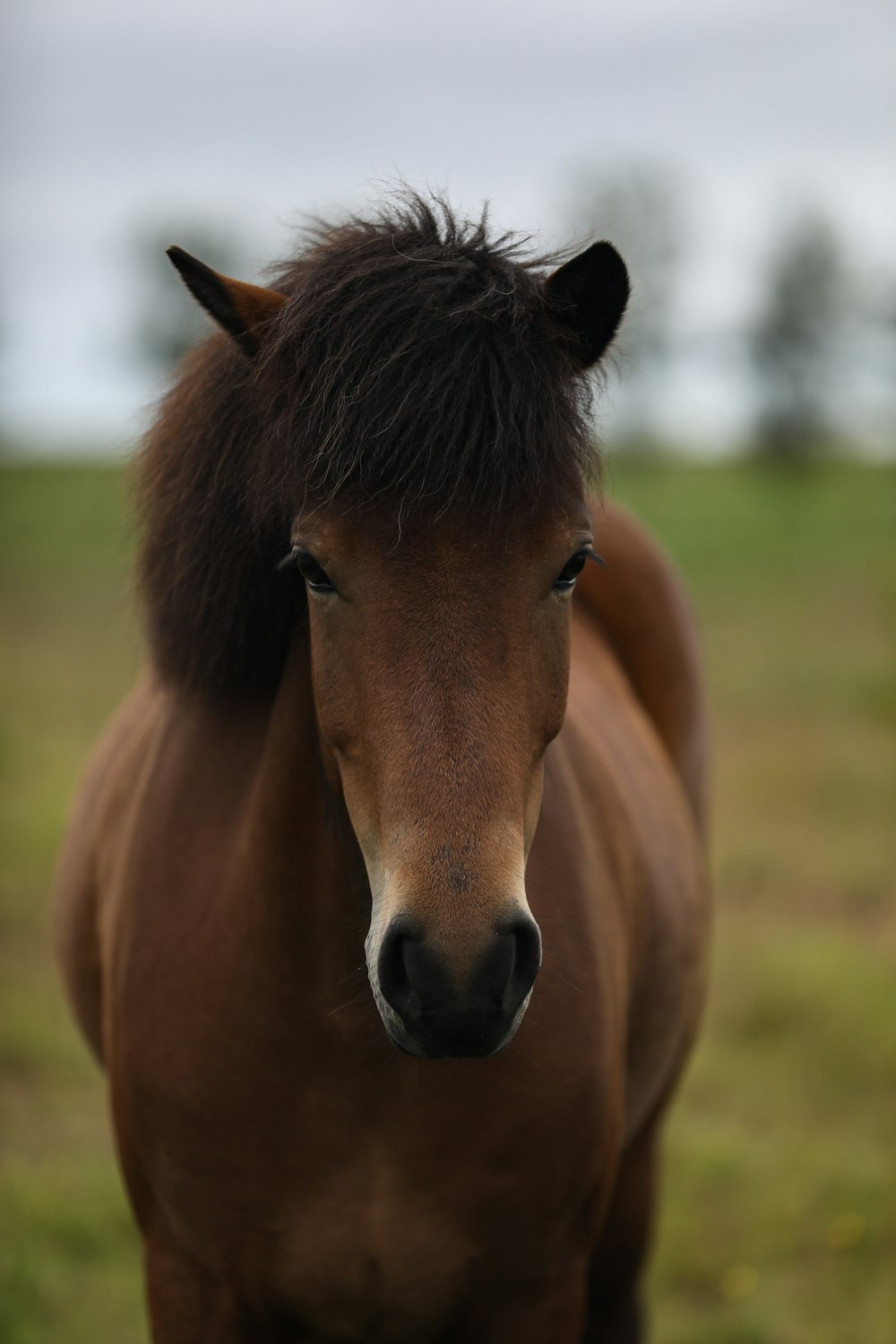 草原の茶色の馬