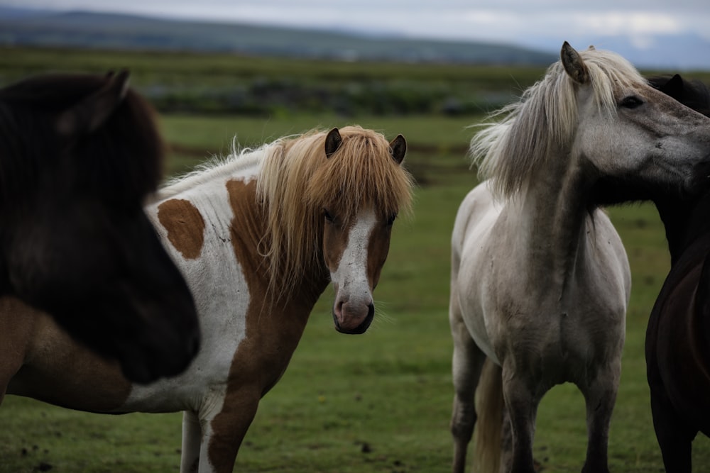white and brown horses close-up photography