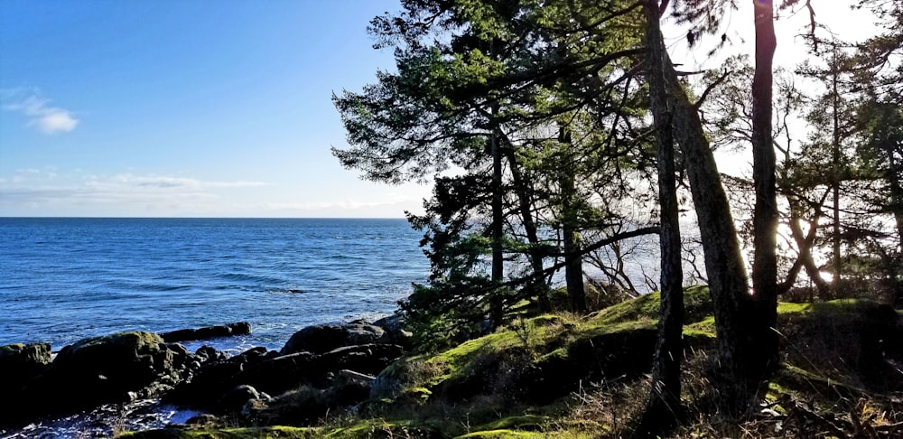 rock formations near trees viewing blue sea