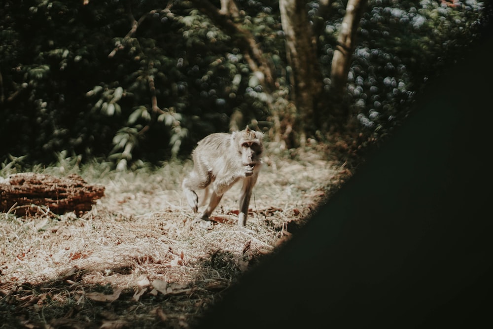 black primate on forest