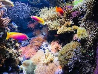 A vibrant underwater scene featuring a variety of colorful corals and several brightly colored fish swimming among them. The corals display a range of textures and colors, including shades of pink, yellow, orange, and purple. The fish are predominantly in hues of red, orange, and yellow, adding to the lively atmosphere of the reef.