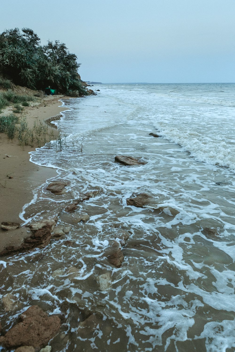 green-leafed trees near shore during daytime