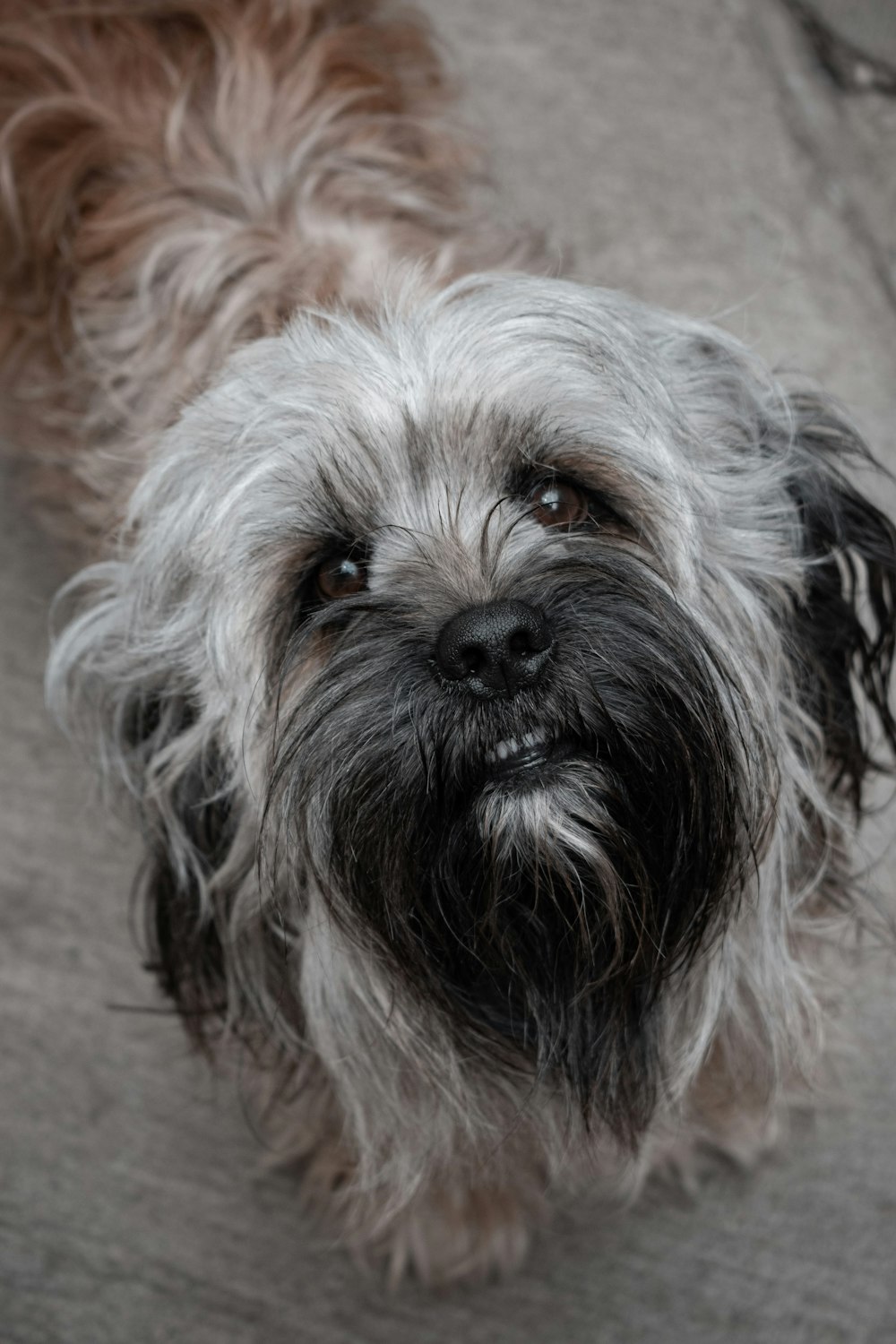 long-coated grey dog on floor