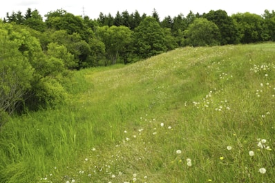 Open green space with a gentle slope and wildflowers blooming.