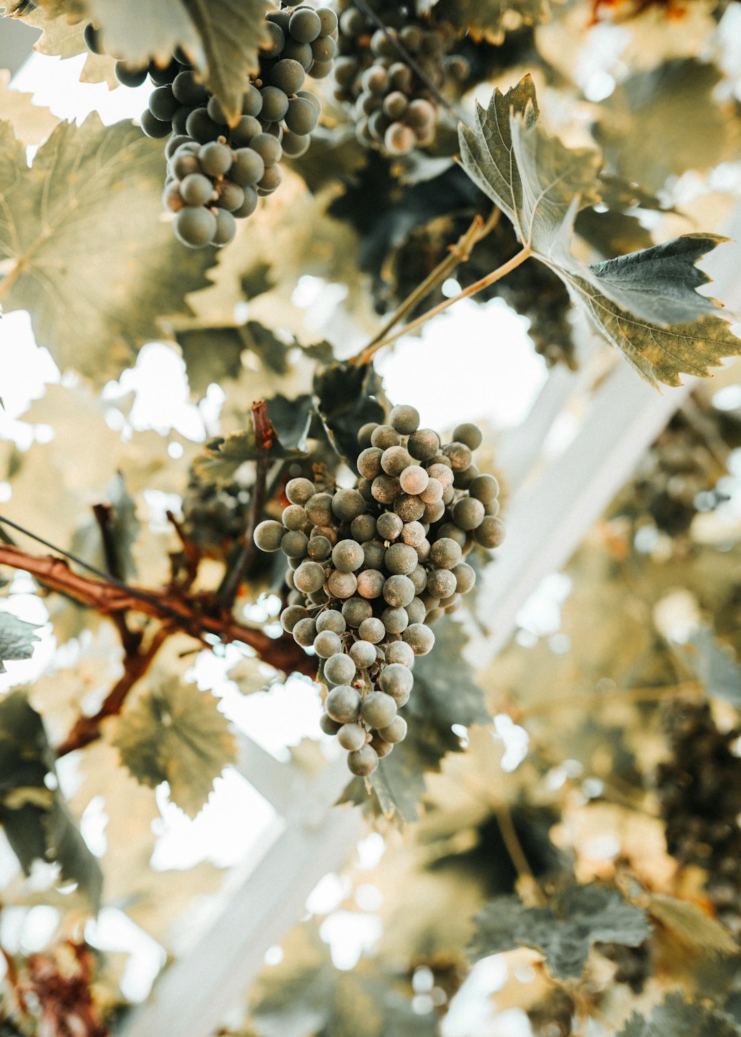 gray grapes fruit