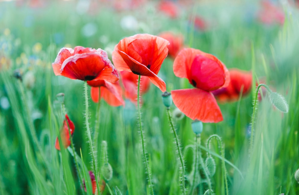 red petaled flwoers