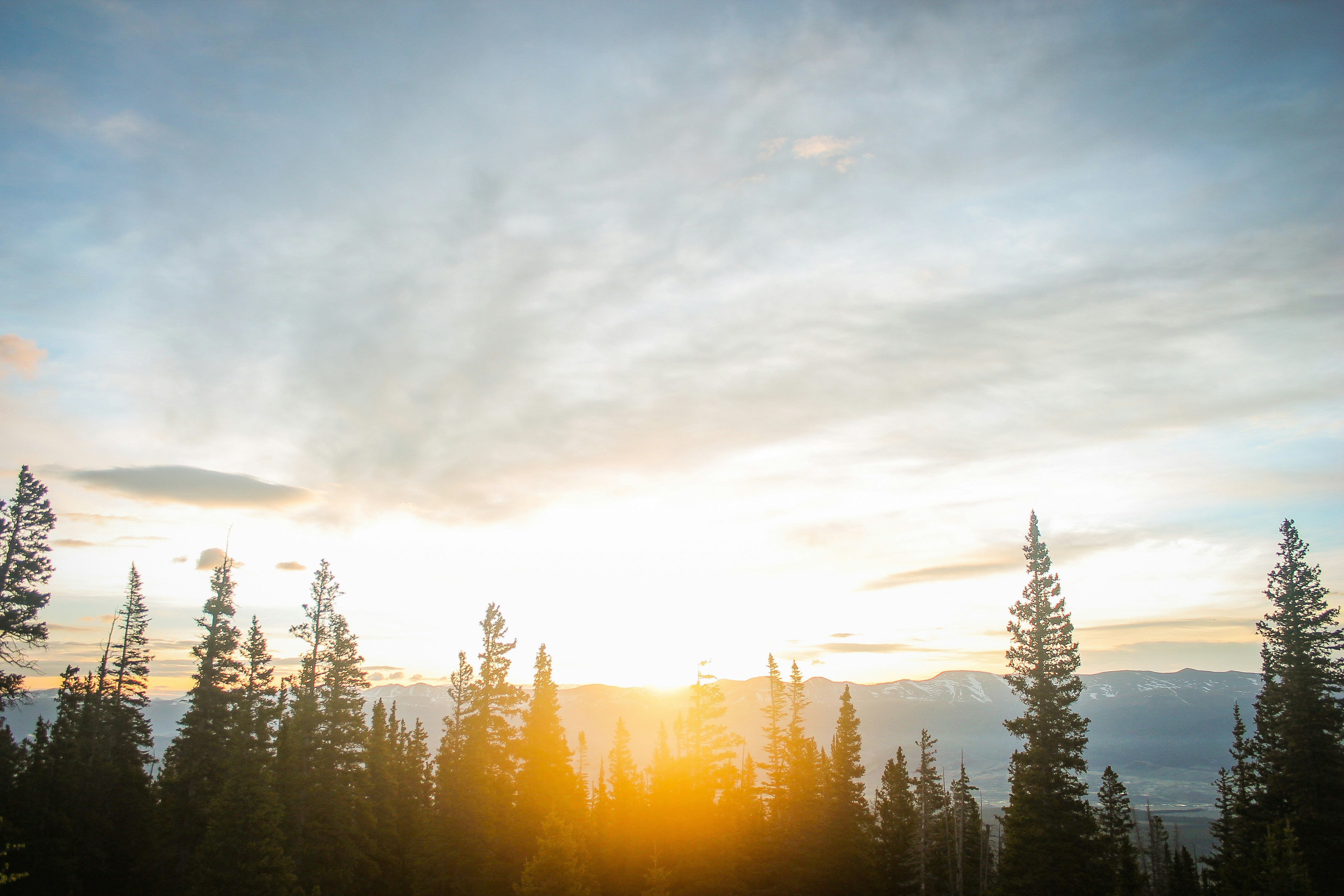green pine trees under blue sky
