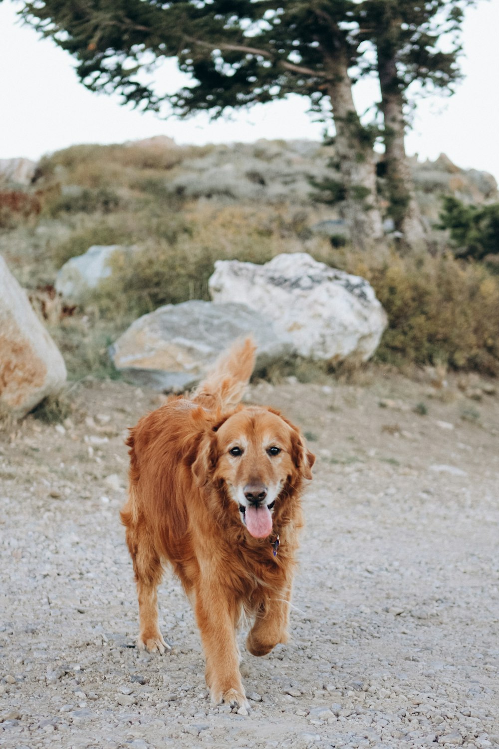 brown long coat large dog