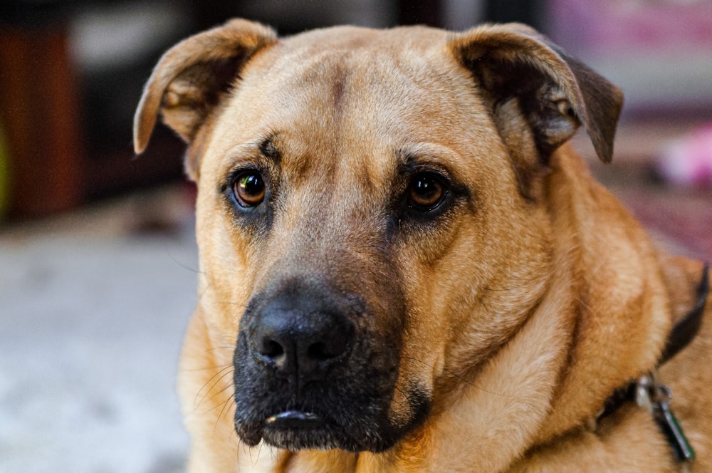 short-coated tan dog close-up photography
