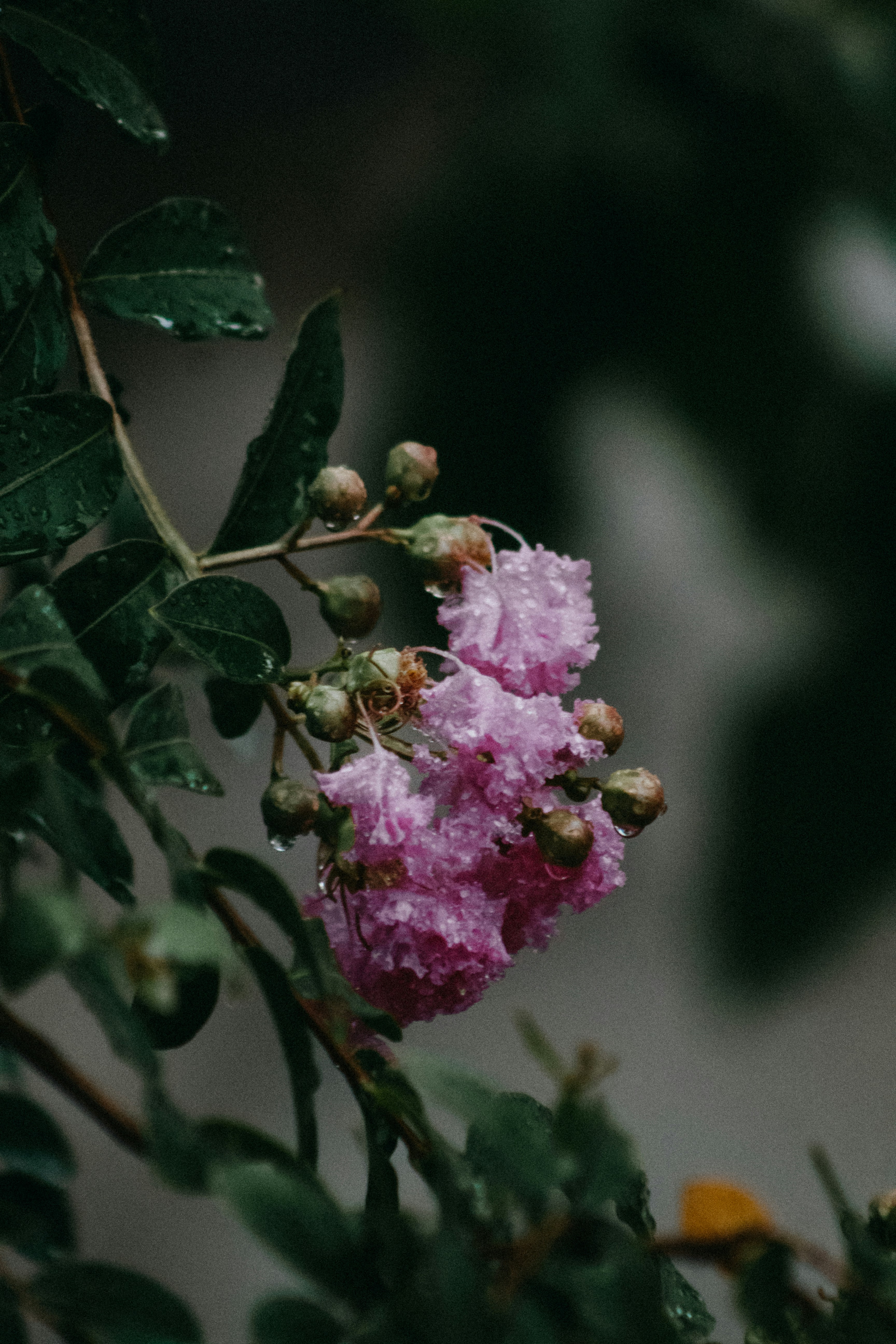 Photo by karinahalley