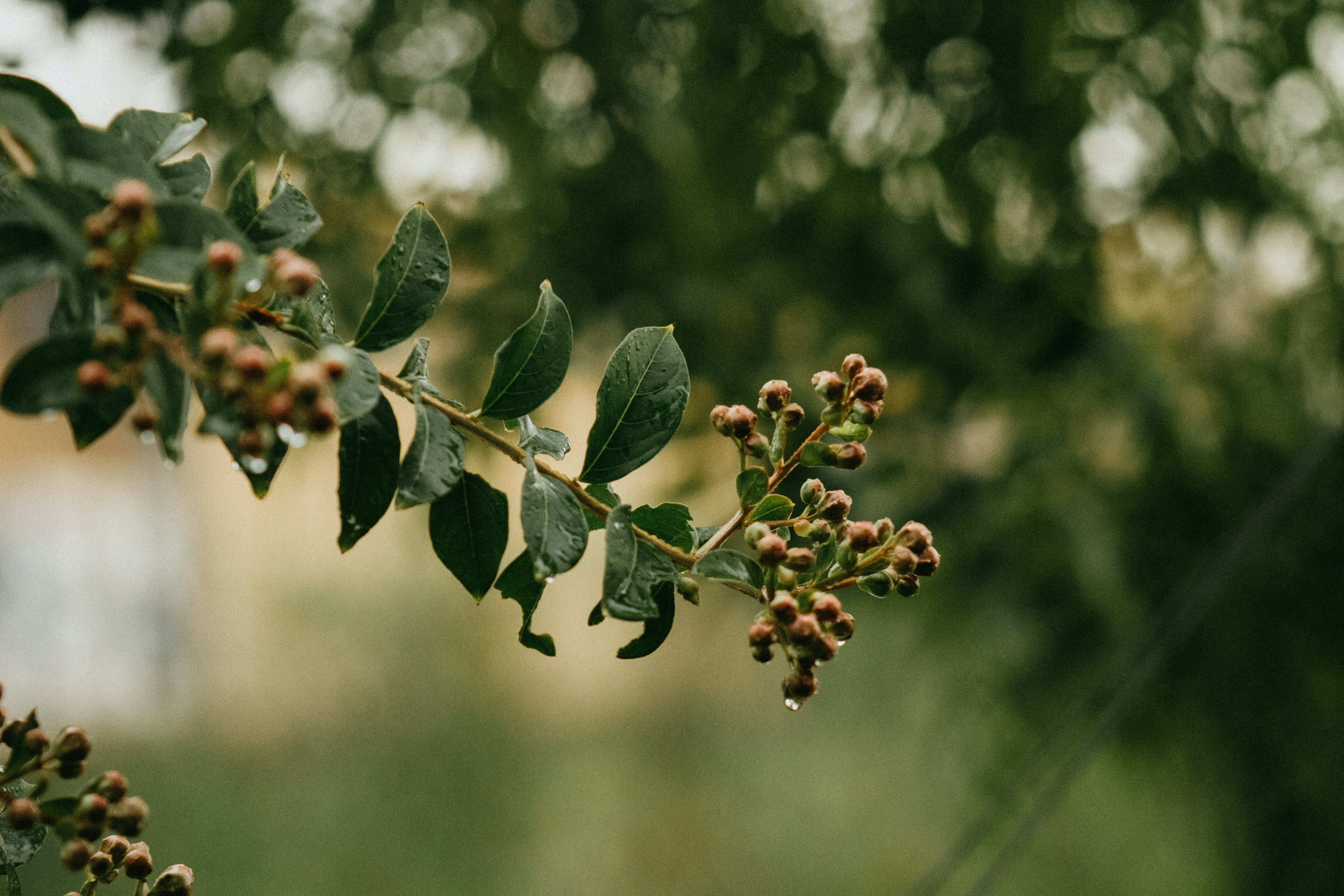 Photo by karinahalley