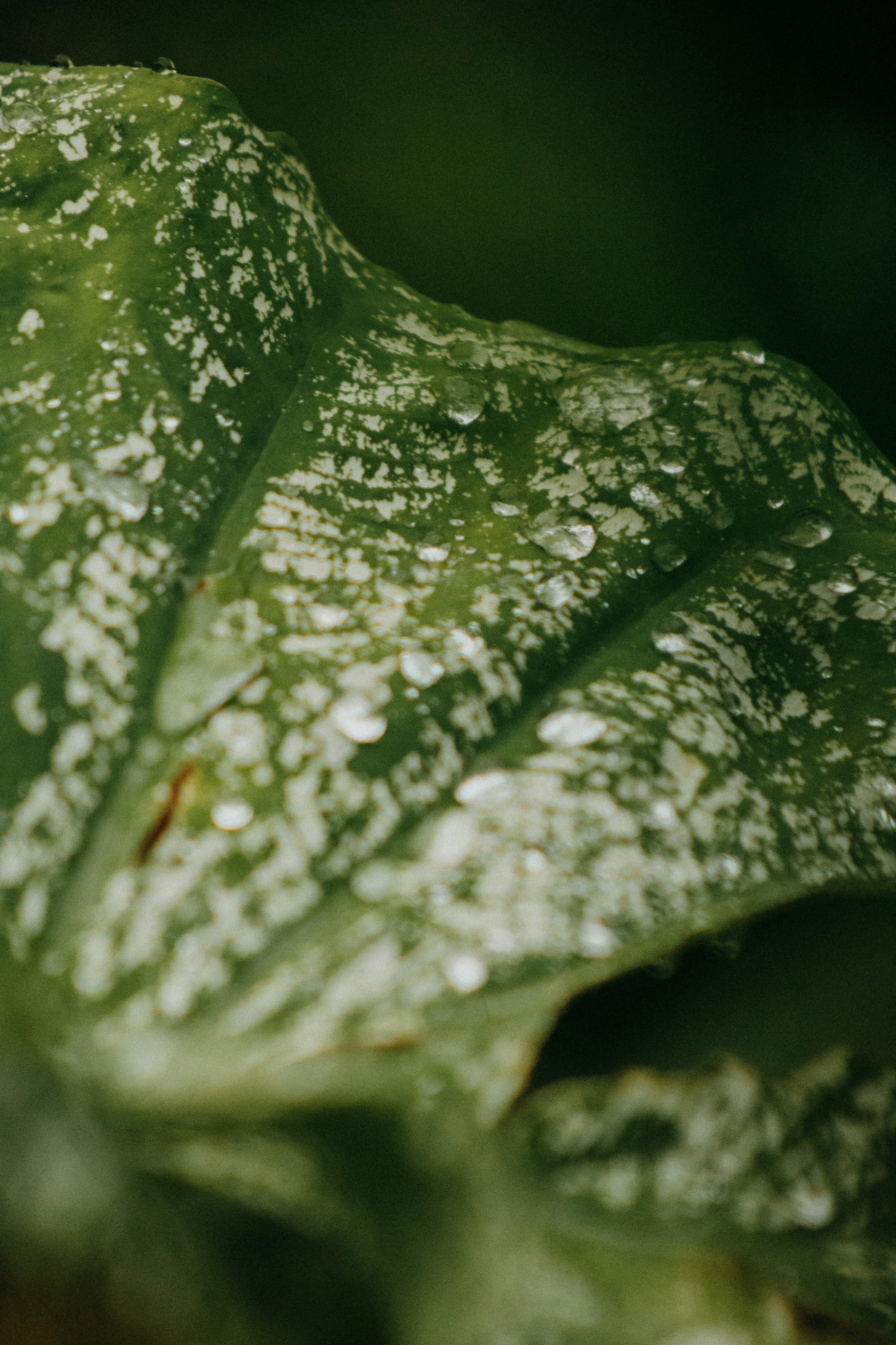 Photo by karinahalley