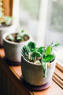 A rustic terracotta pot filled with vibrant green succulents, sitting on a wooden table bathed in soft sunlight.
