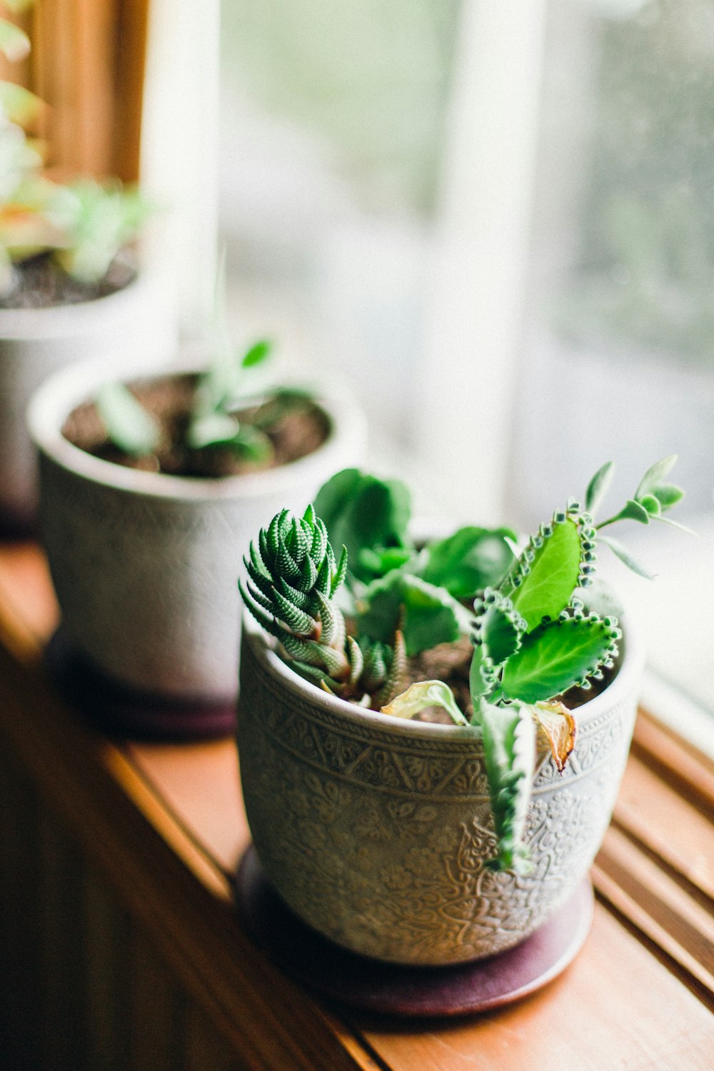 pot of green plant