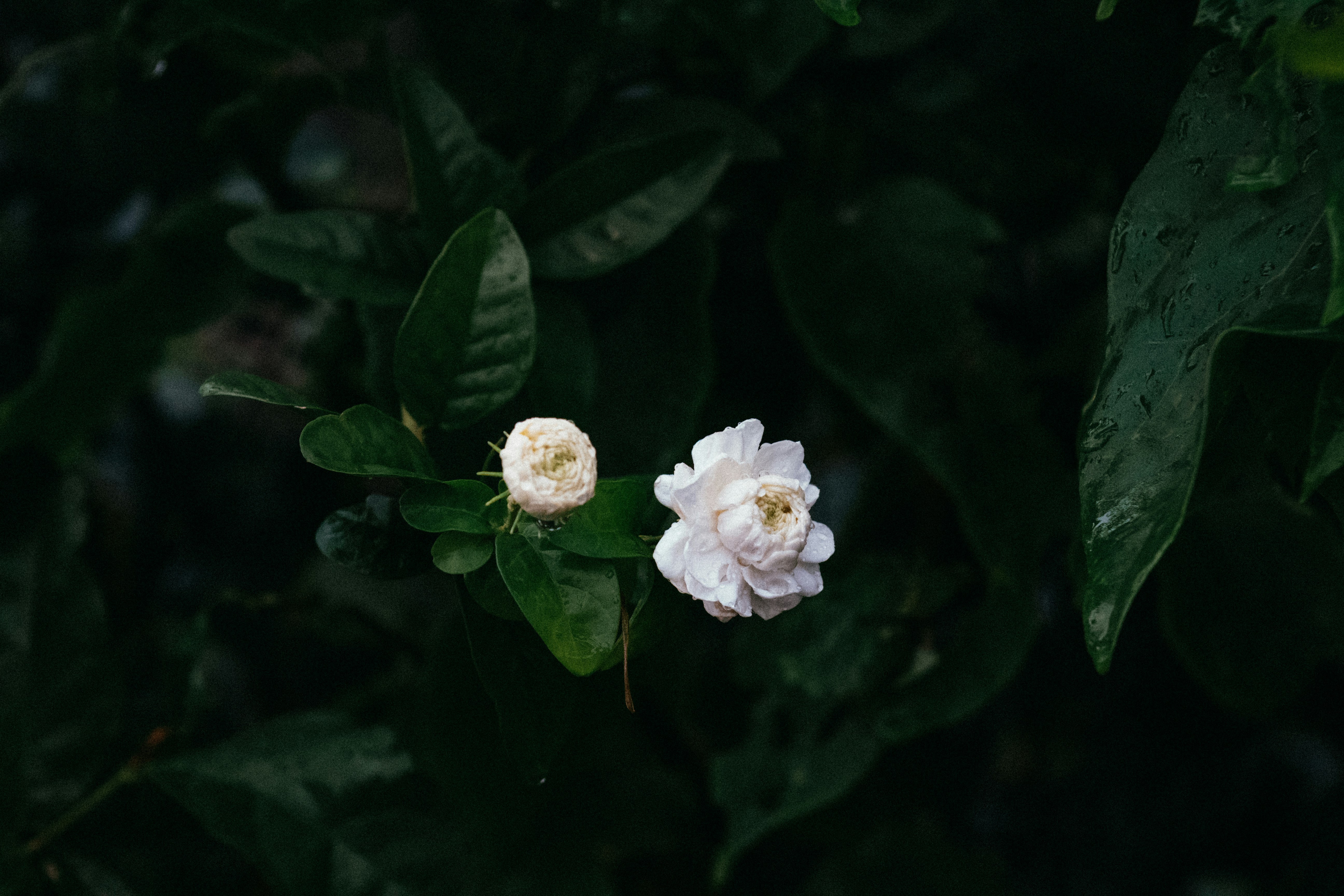 Photo by karinahalley