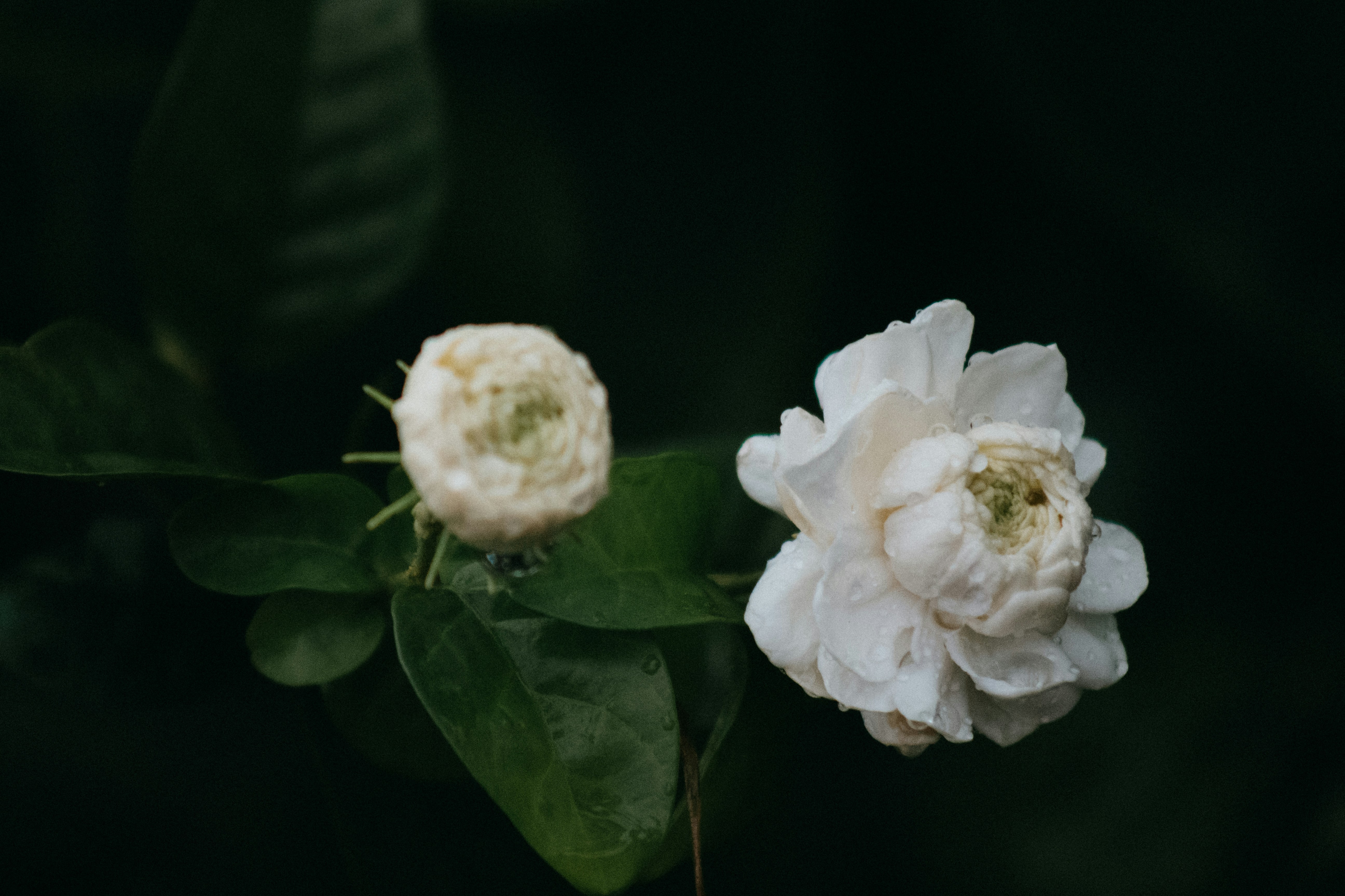 Photo by karinahalley