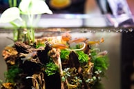 Several small, colorful fish swim around in a planted aquarium that features natural decorations like driftwood and green aquatic plants. The lighting highlights the vivid colors of the fish and the lush greens of the vegetation, creating a serene, underwater scene.