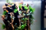 A variety of small, colorful fish swim around an aquarium decorated with vibrant green aquatic plants and pieces of driftwood. The scene is lively and teeming with life against the blurred background of the tank.