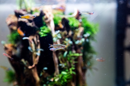 A variety of small, colorful fish swim around an aquarium decorated with vibrant green aquatic plants and pieces of driftwood. The scene is lively and teeming with life against the blurred background of the tank.