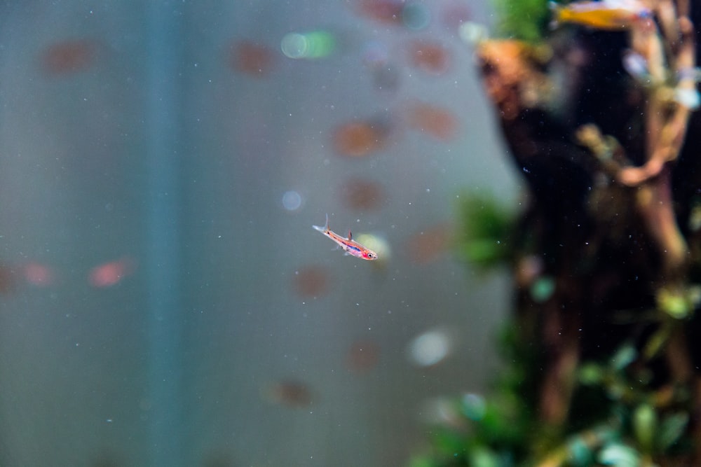 a fish swimming in an aquarium next to a tree