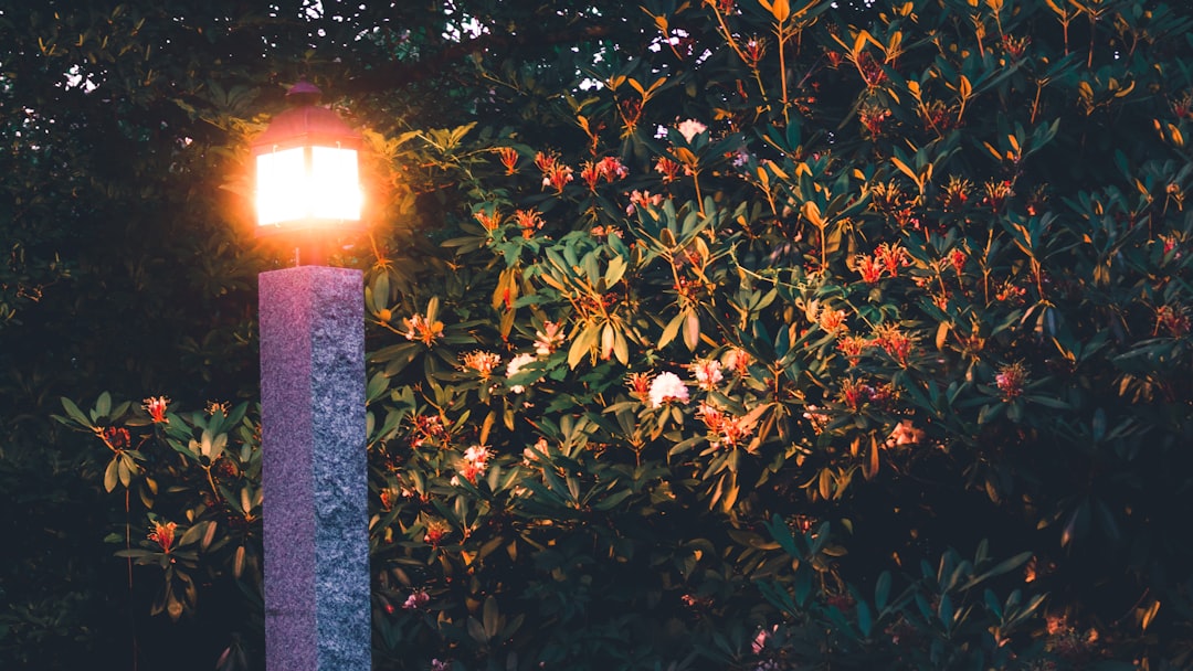 turned-on post light near bushes