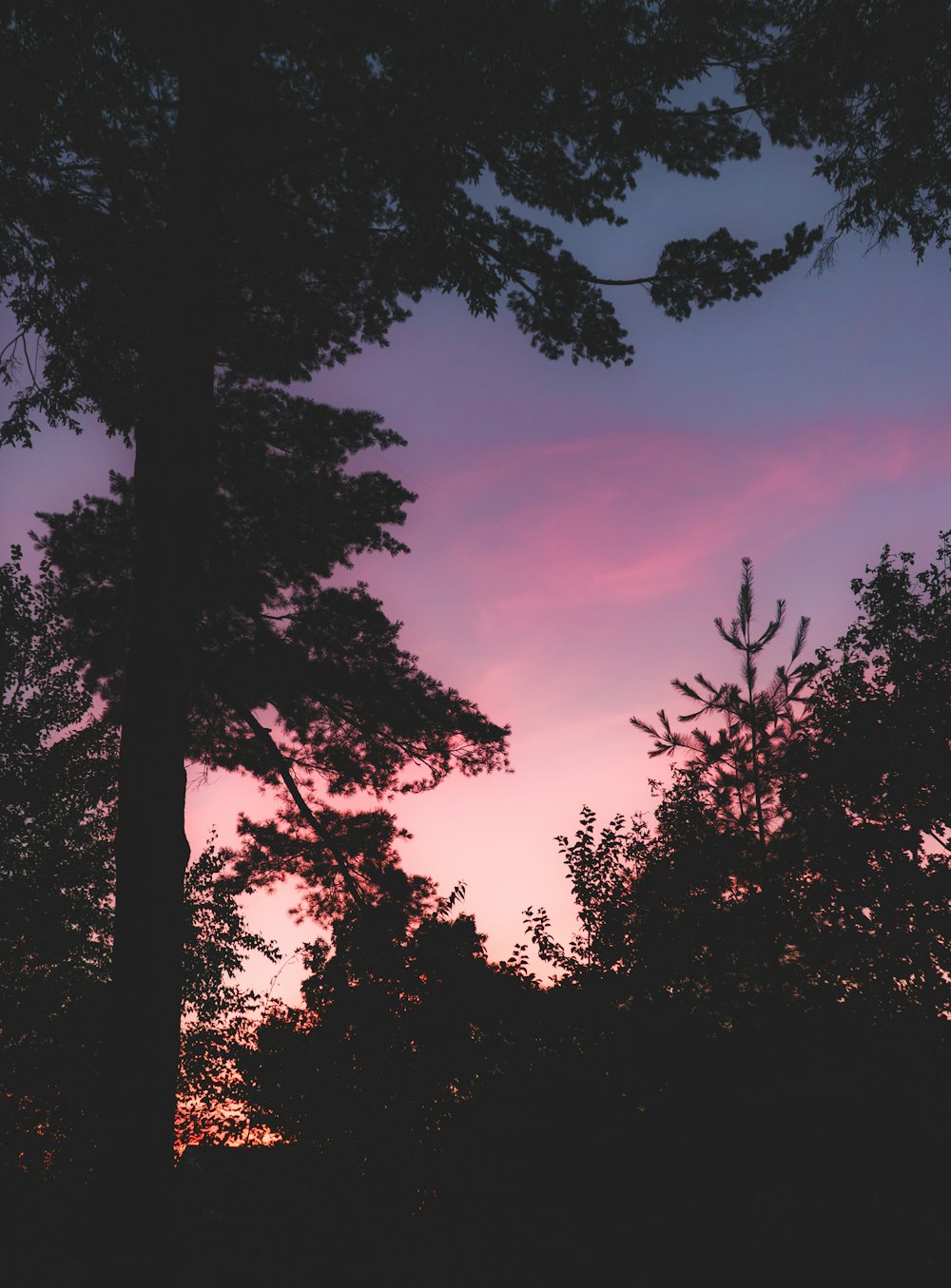 trees during golden hour