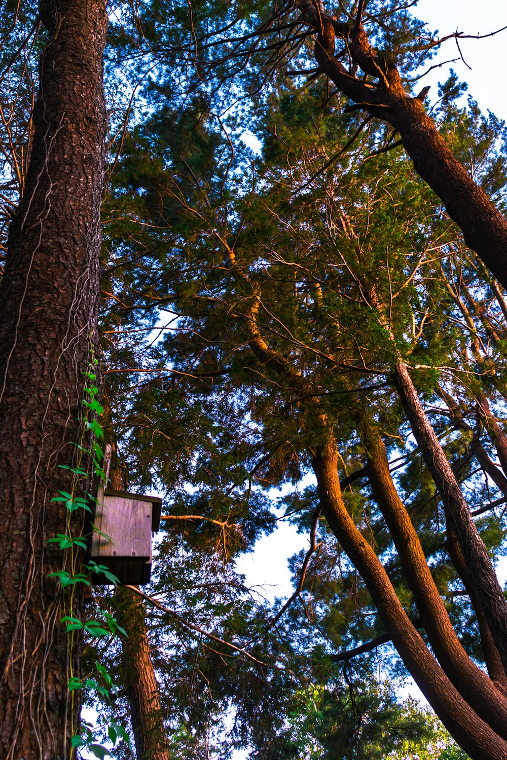 nest box on the tree wall