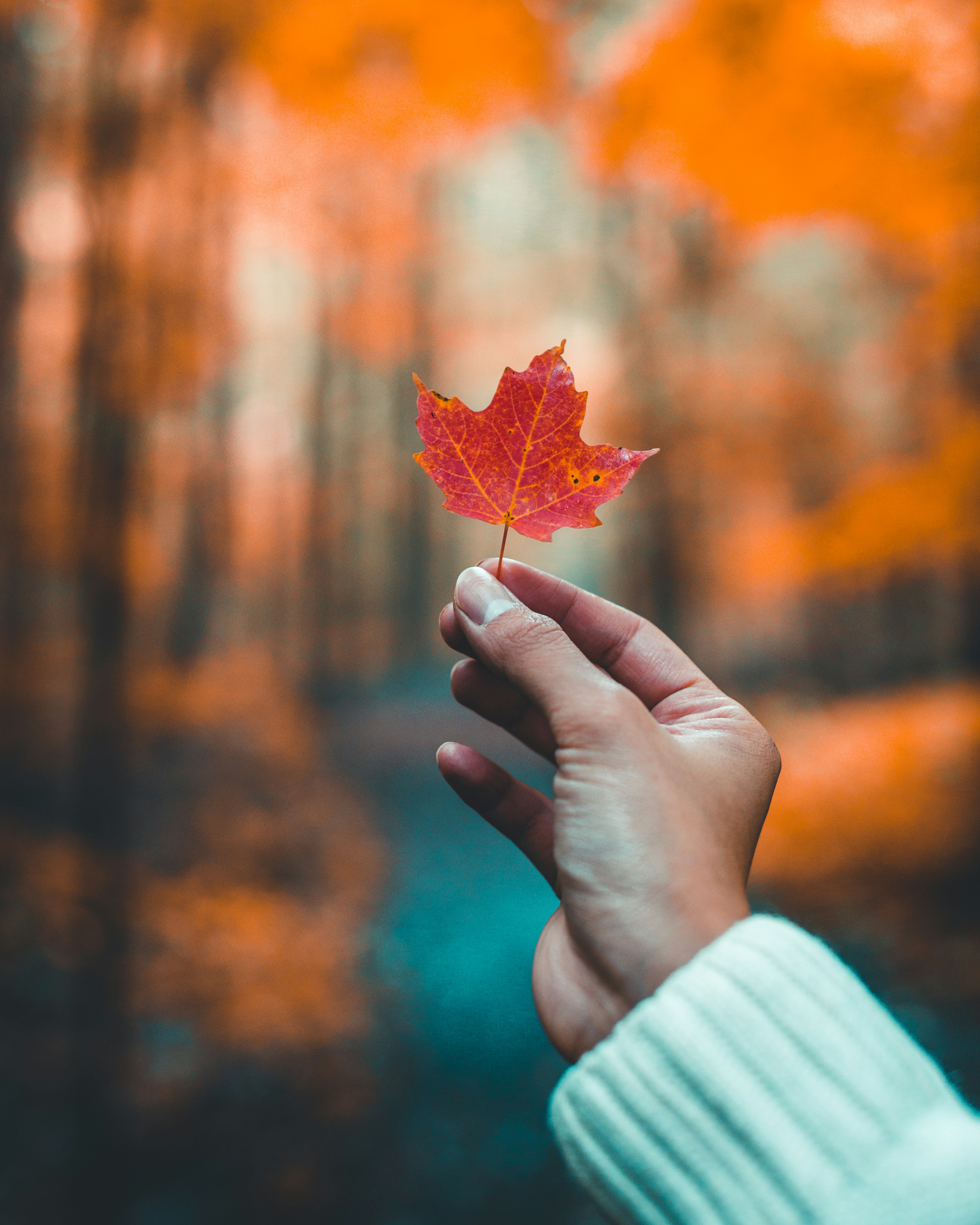 Orange leaf closeup photography photo Free Leaf Image on Unsplash