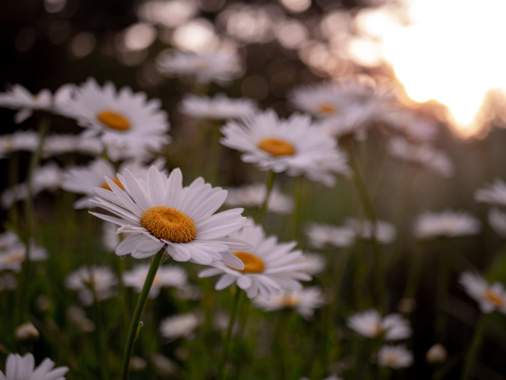 selective focus photography of white daisy flowers