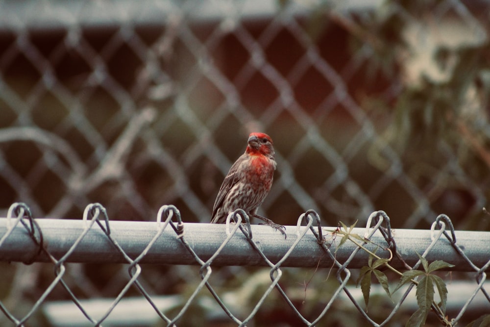 red and grey bird perched on grey wire fence