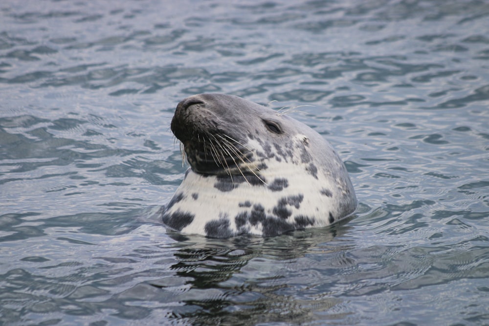 Schwarz-Weiß-Seelöwen-Nahaufnahme