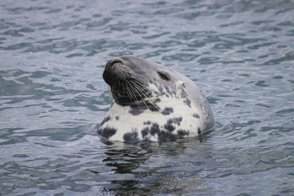 black and white sea lion close-up photography