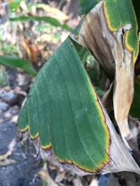 Close-up of a greenhouse plant leaf with a subtle discoloration highlighted by AI analysis.