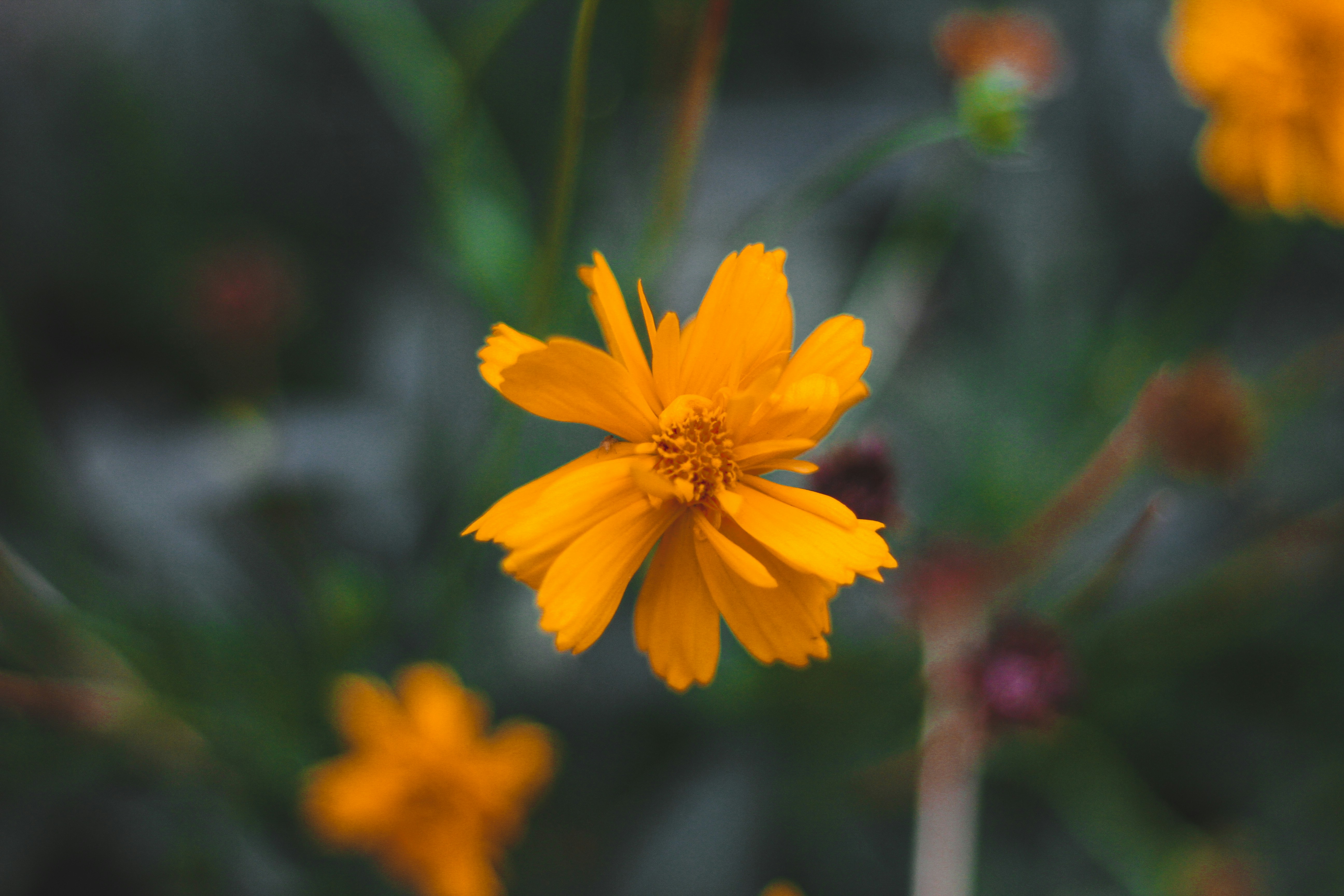 Photo by dhayaeddinebentaleb